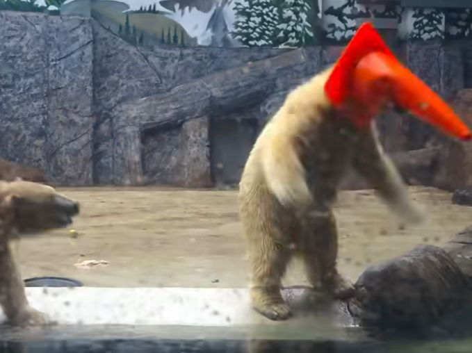 Szenzációs videó - Így játszottak a jegesmedvebocsok a Nyíregyházi Állatparkban